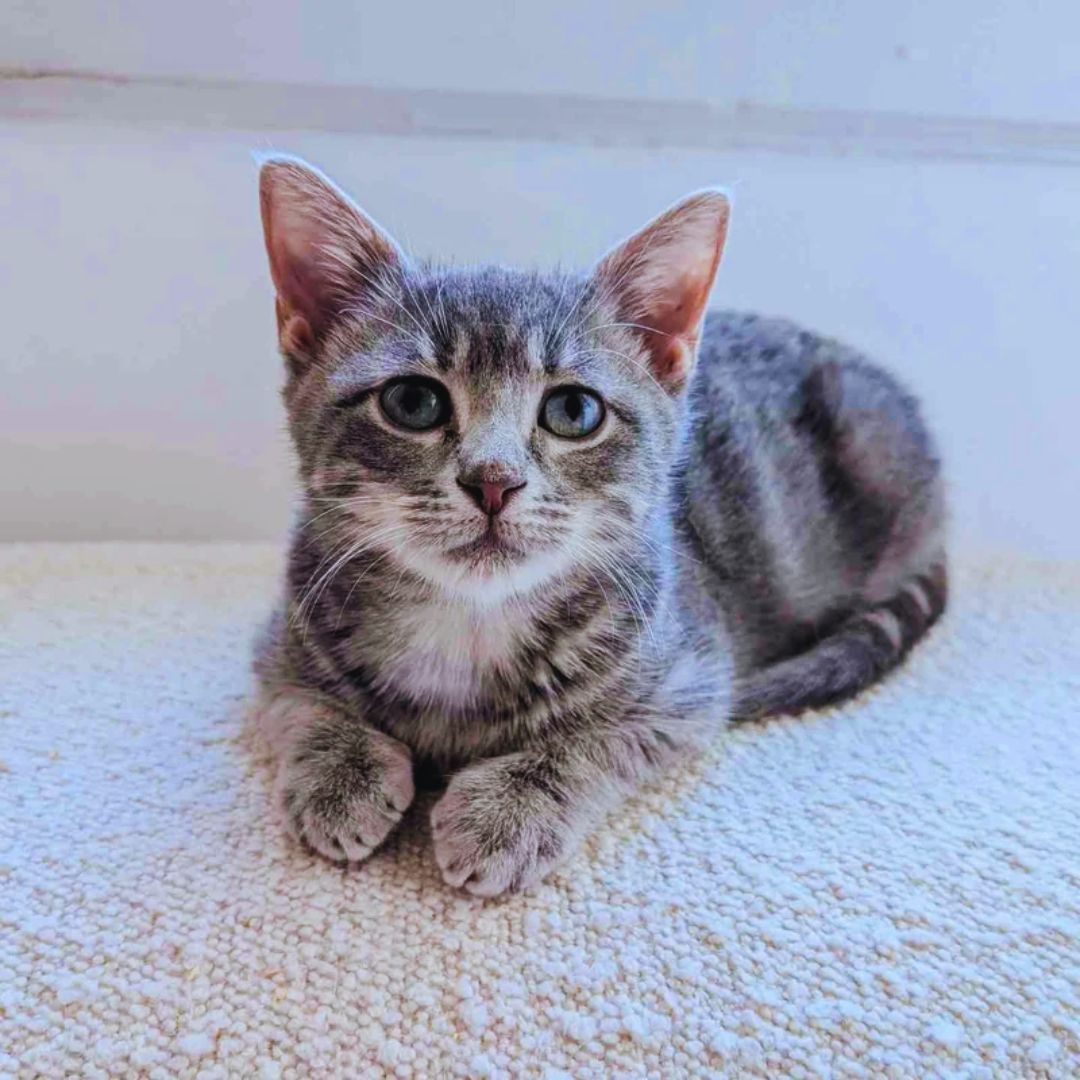 Adorable Cat Friendship