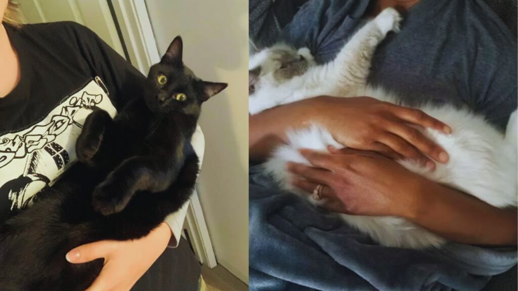 Adorable Pictures Cats