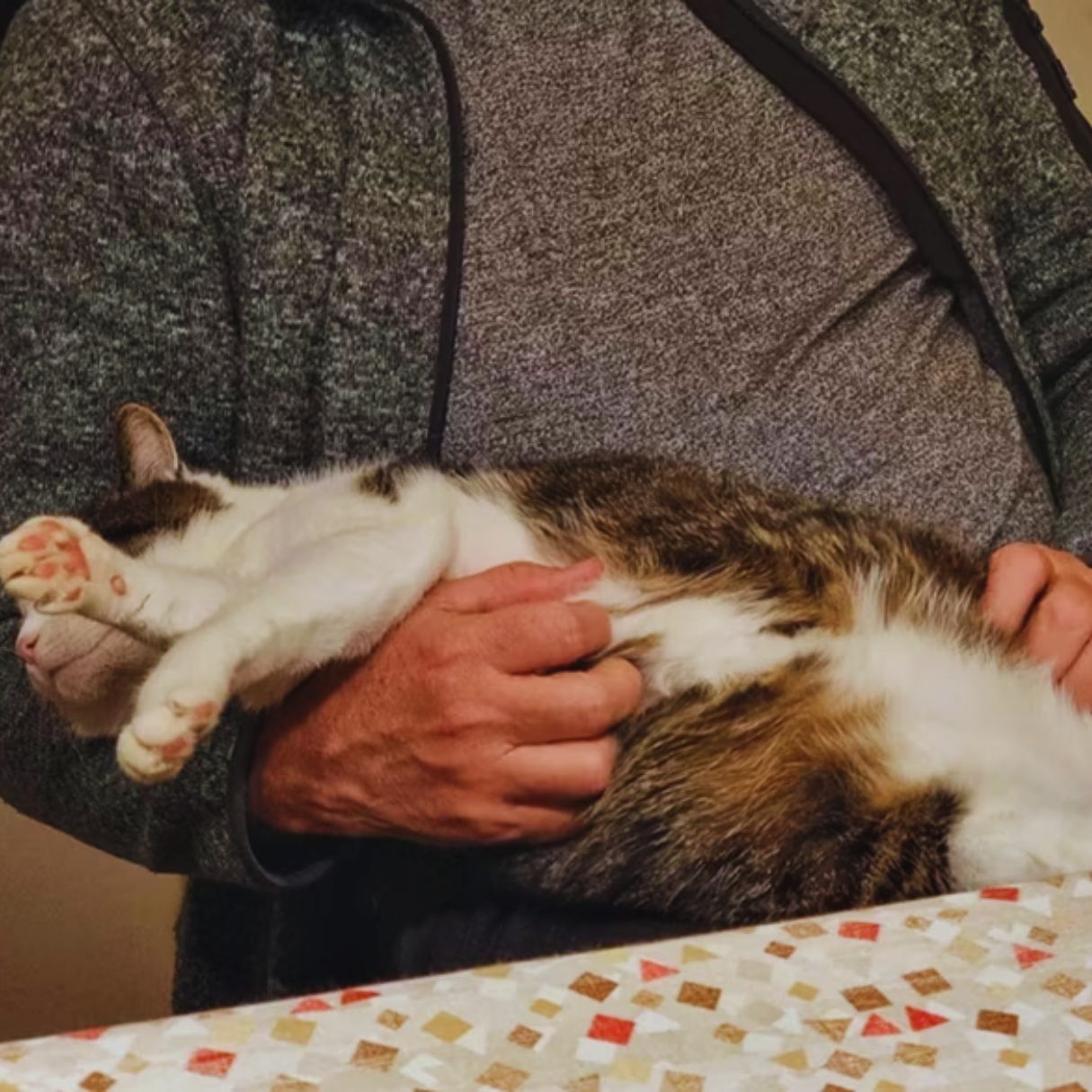 Adorable Pictures Cats