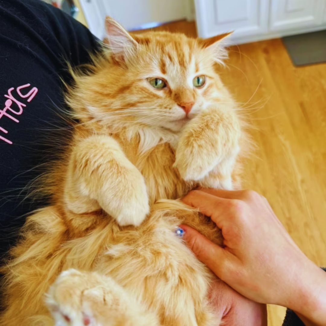 Adorable Pictures Cats