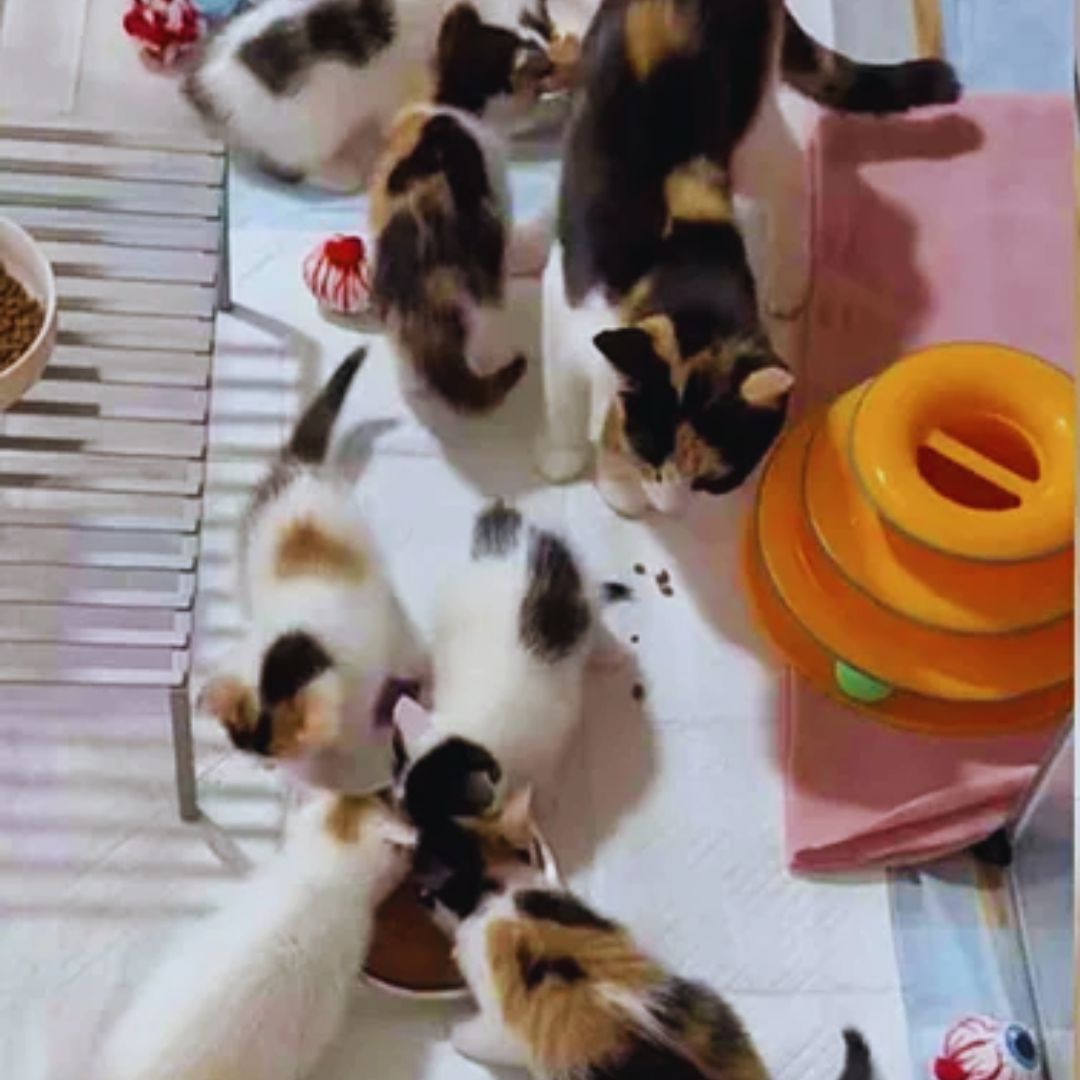 Cat Arrives at Rescue with Kittens