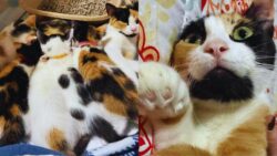 Cat Arrives at a Rescue With Her Kittens, Now Hoping for Her Own Happily Ever After This Christmas