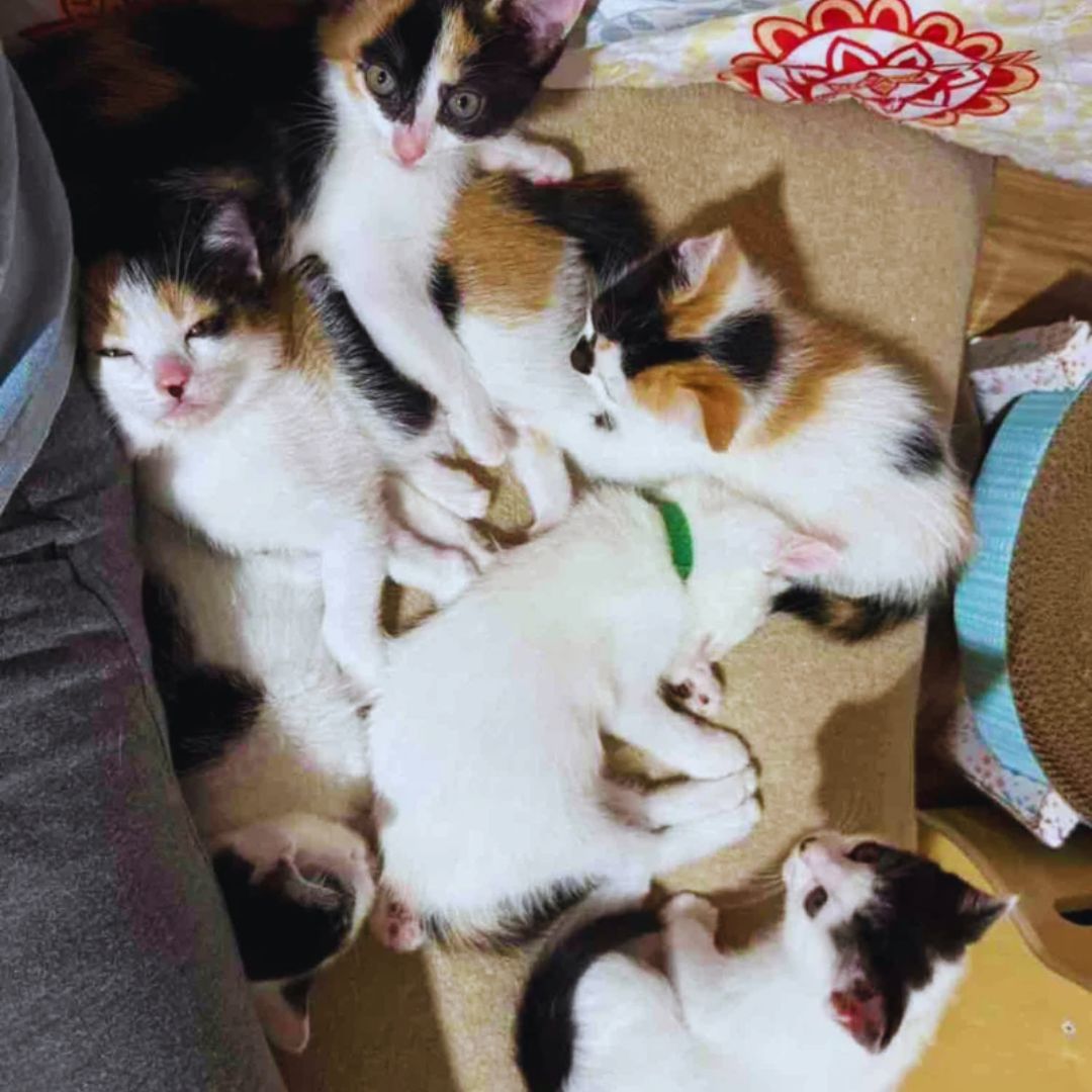 Cat Arrives at Rescue with Kittens