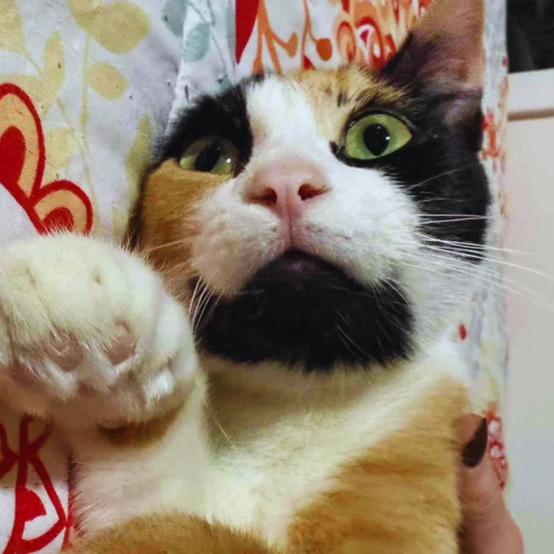 Cat Arrives at Rescue with Kittens