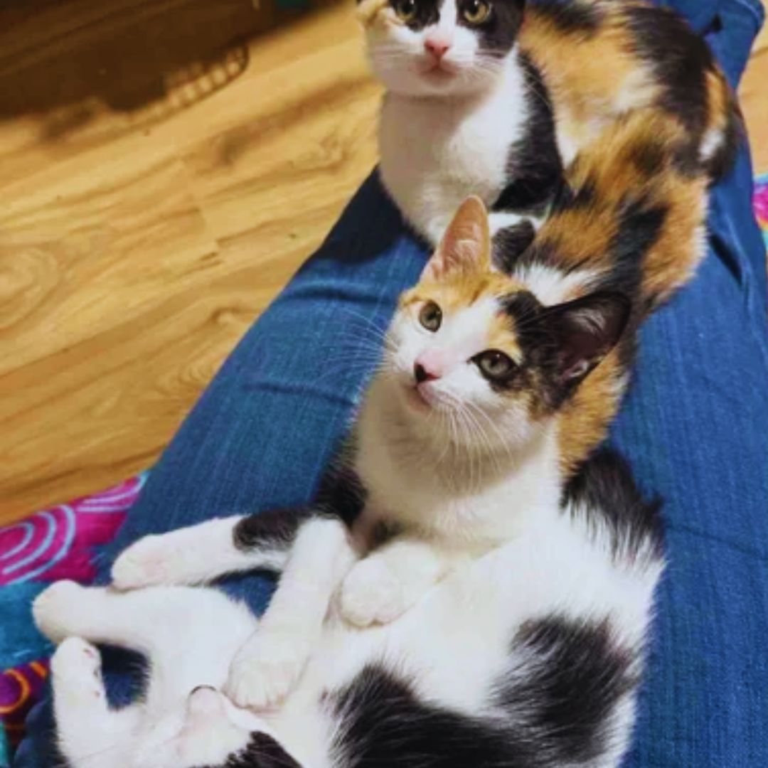 Cat Arrives at Rescue with Kittens