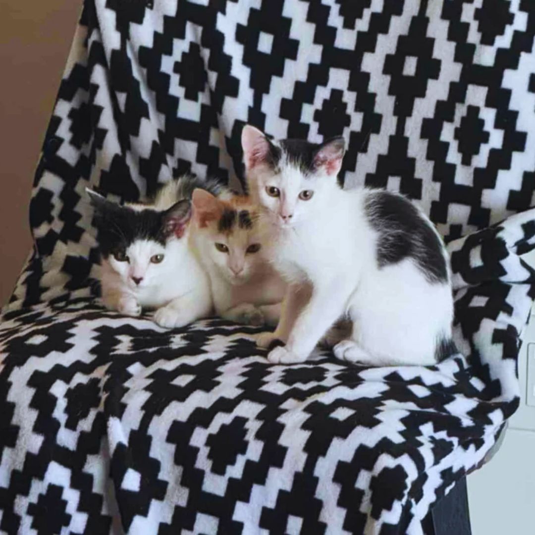 Cat Arrives at Rescue with Kittens