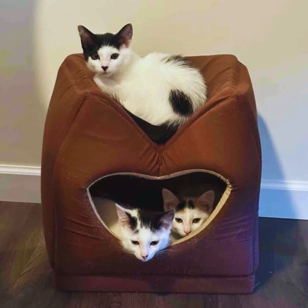 Cat Arrives at Rescue with Kittens