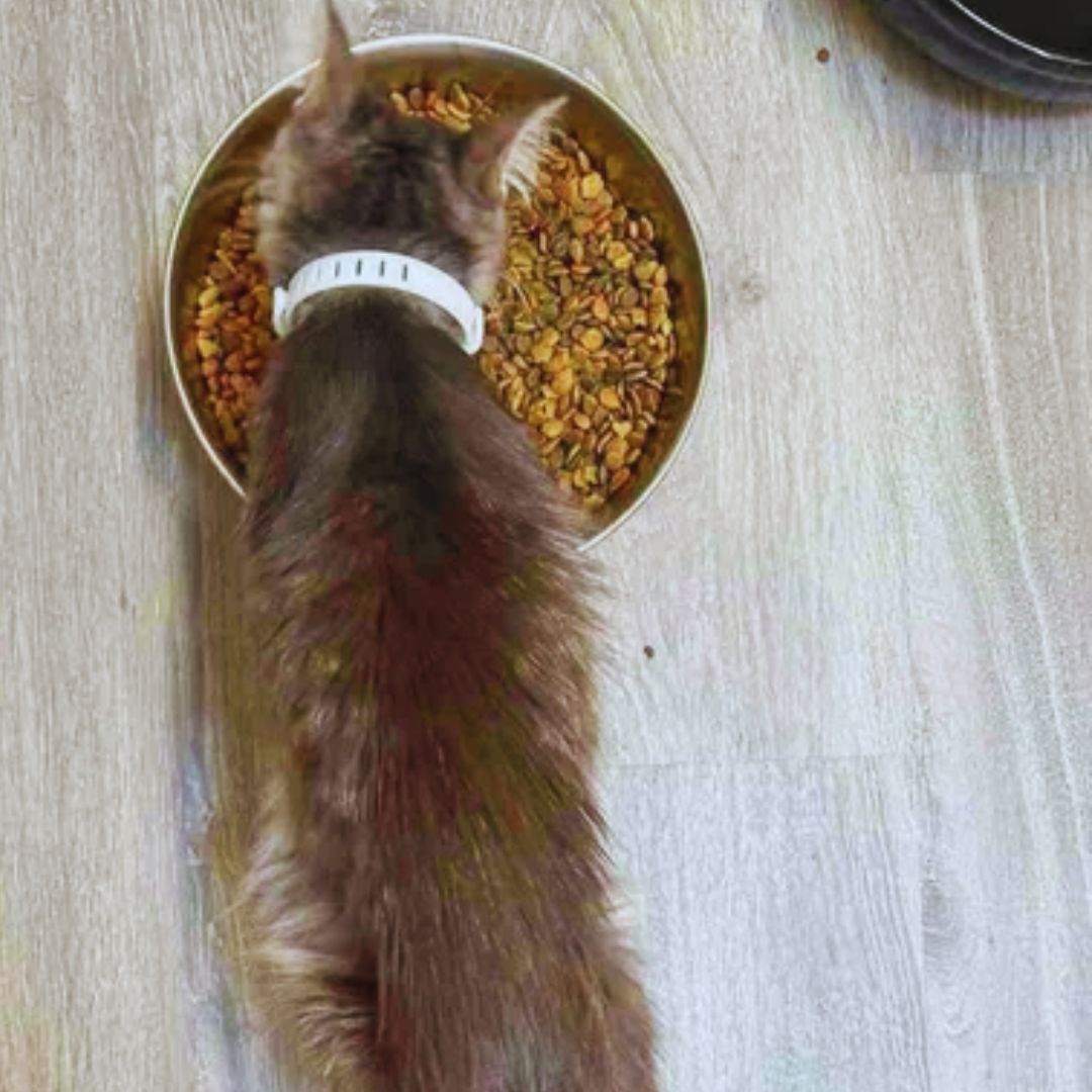 Festive Cat Adoption