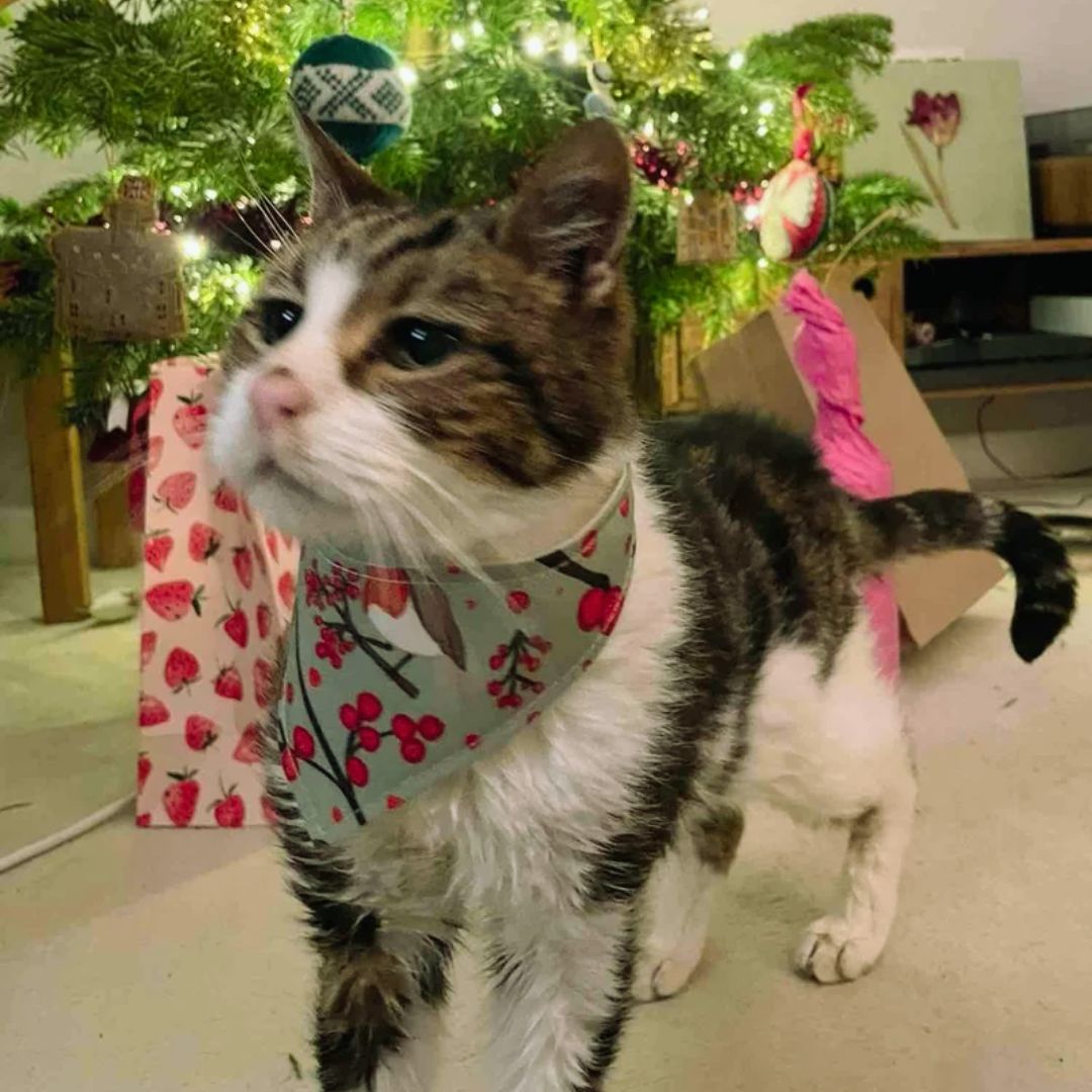 Festive Season Miracle