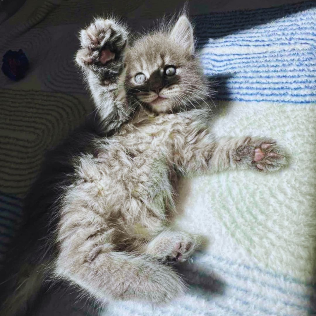 Heartwarming Cat Story