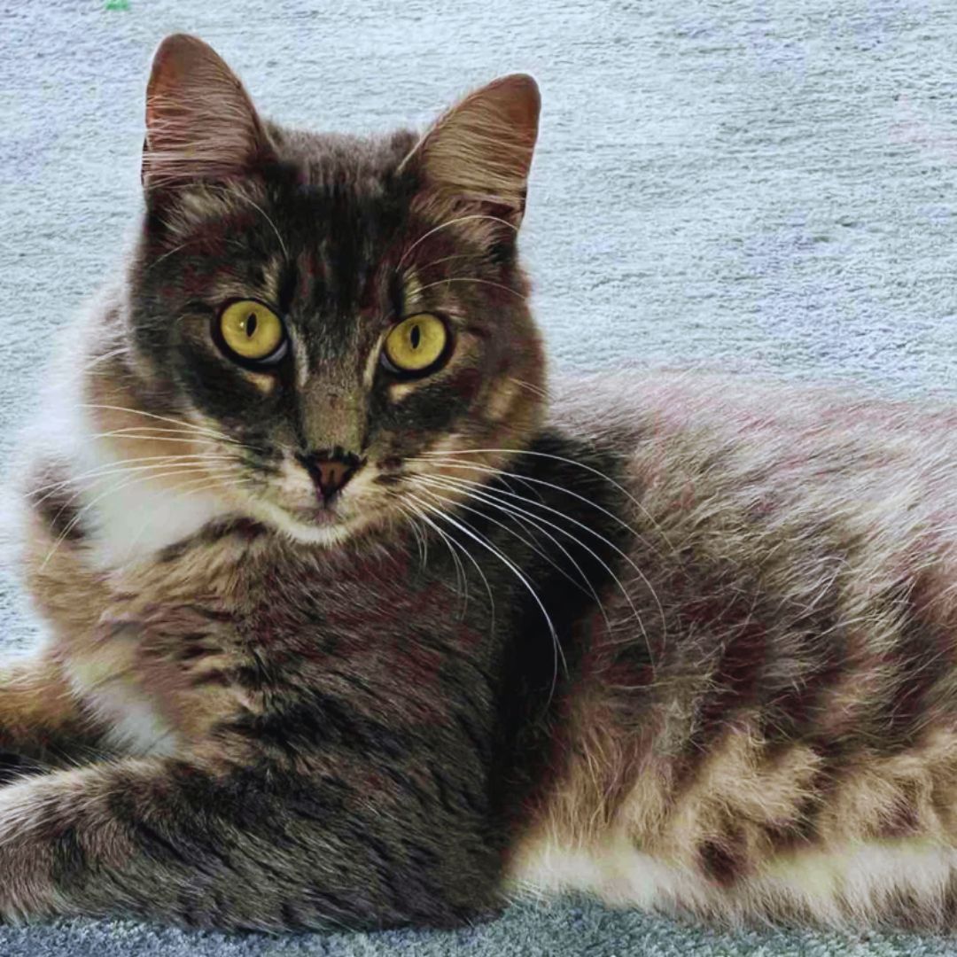 Holiday Rescue Miracle