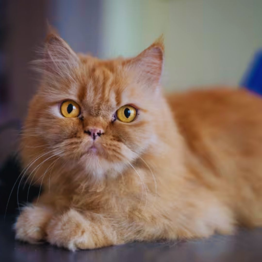 Husband Surprises Wife 