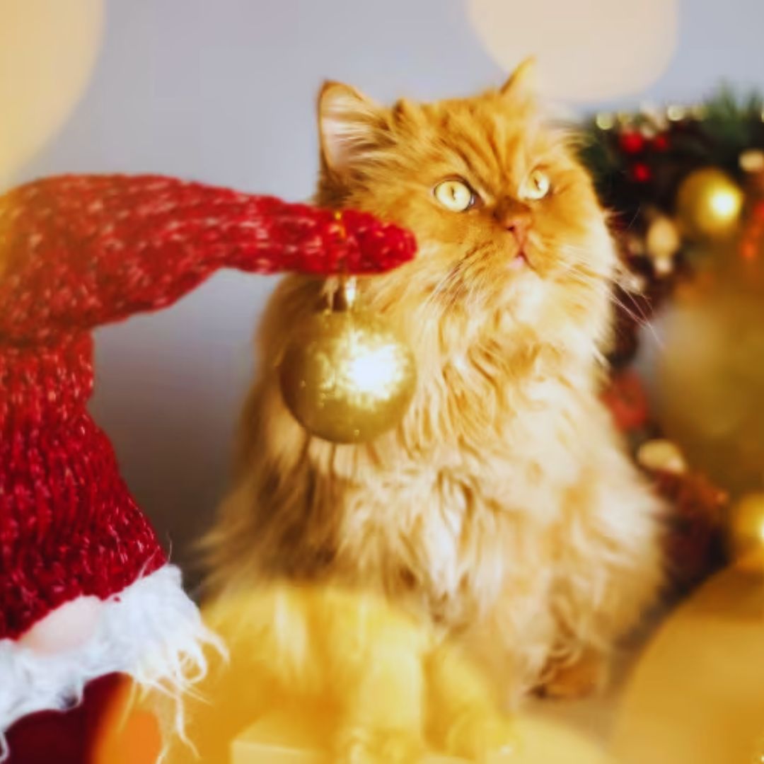 Husband Surprises Wife 