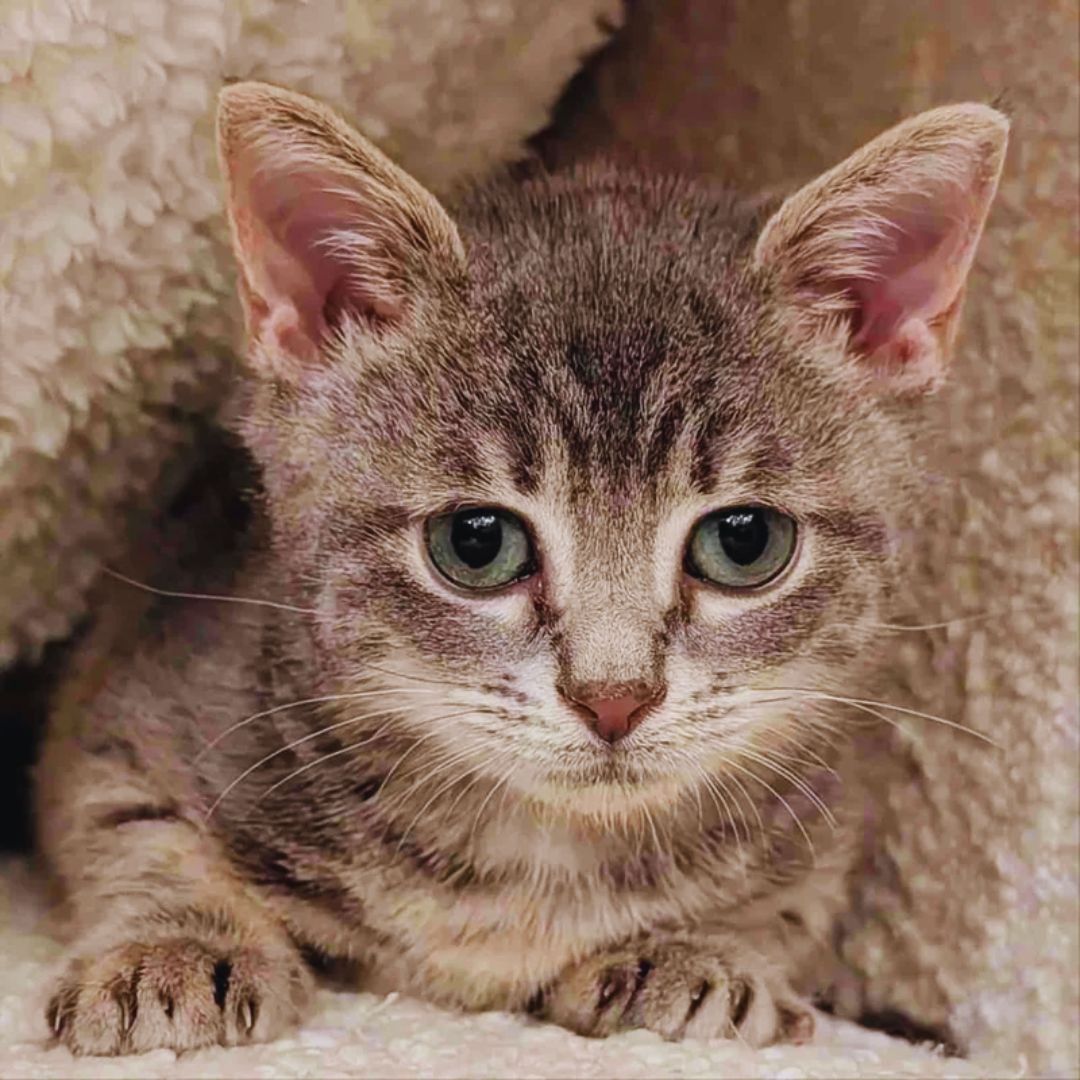 Kitten Finds Friends