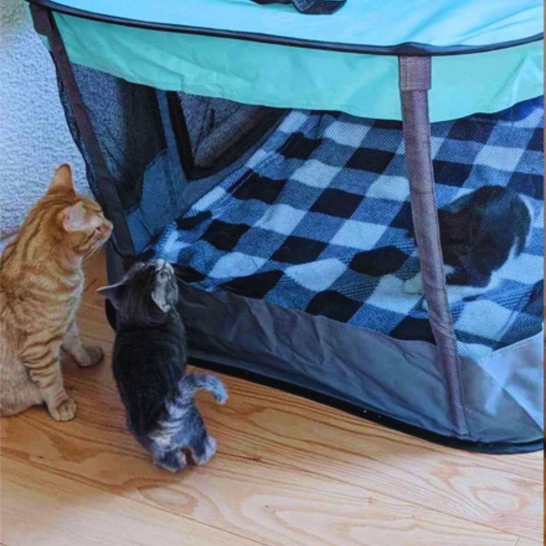 Kitten Playmates Story