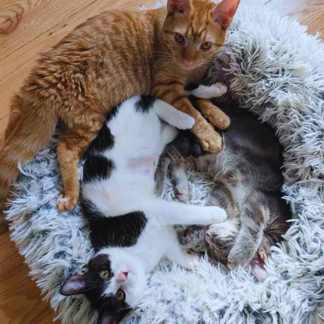 Kitten Social Journey