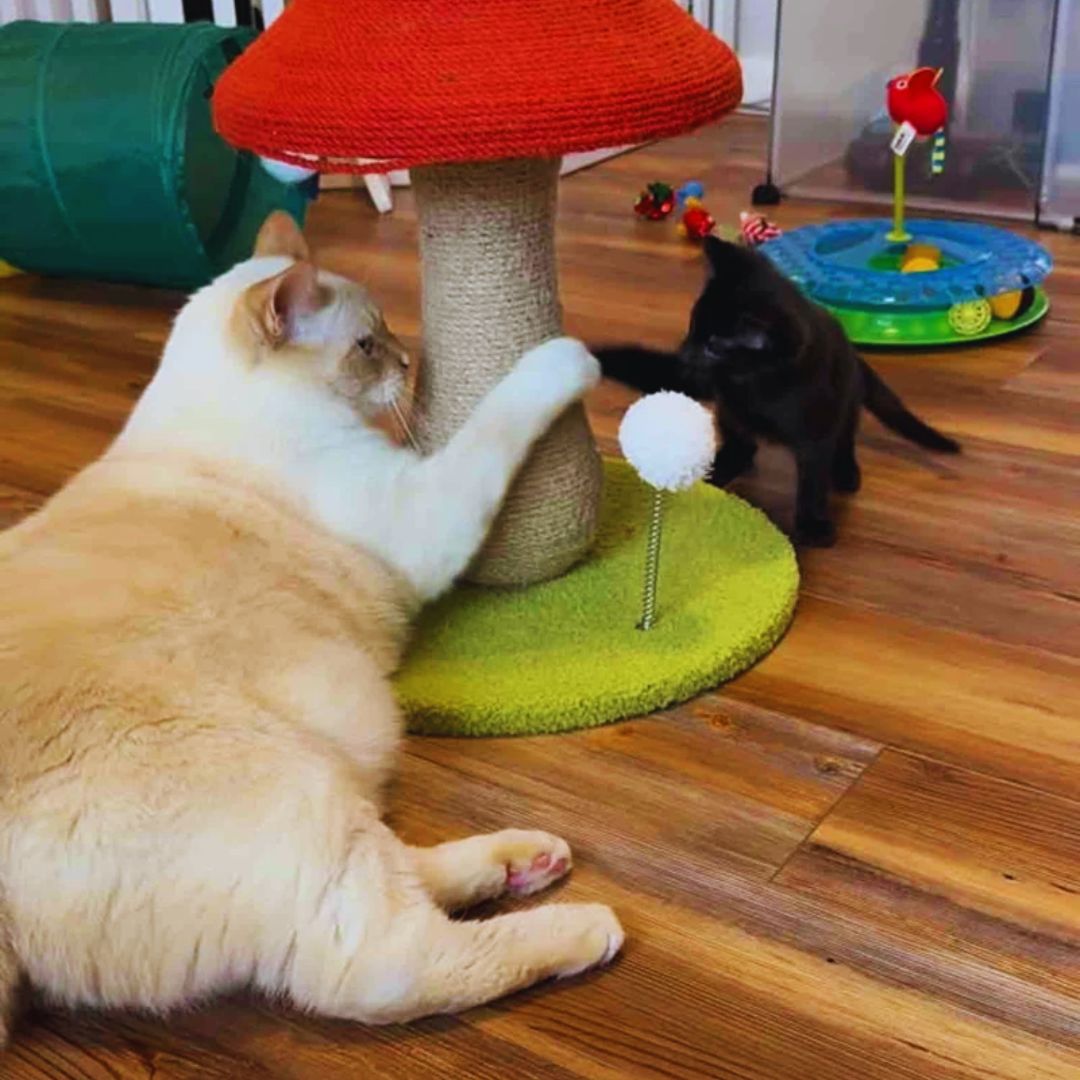 Kittens Arrive at a Foster Home 