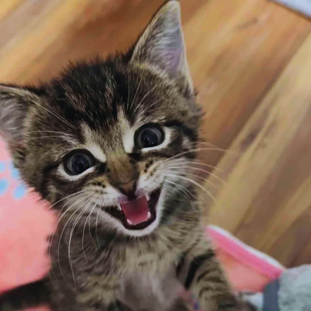 Kittens Arrive at a Foster Home 