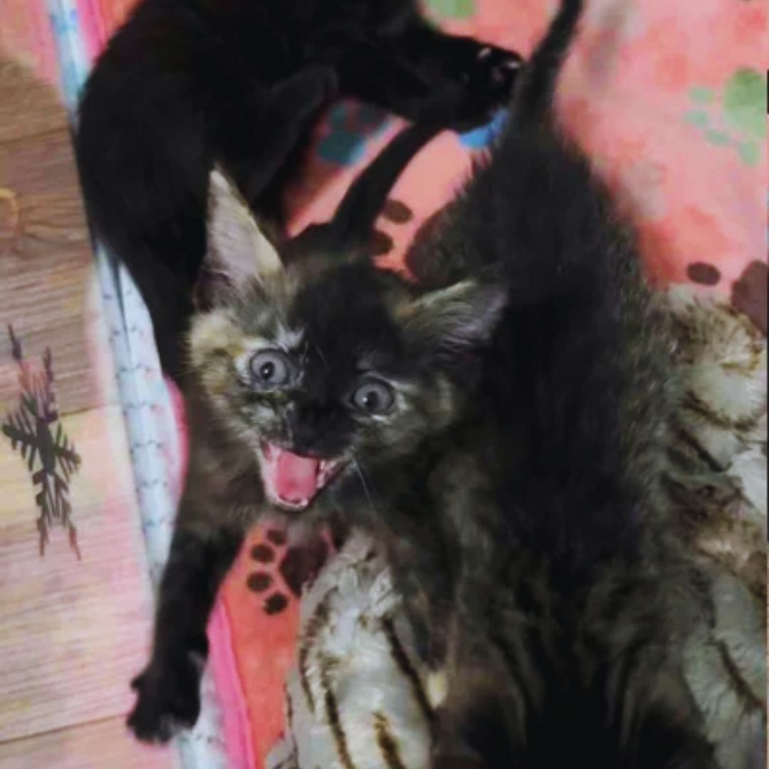 Kittens Arrive at a Foster Home 