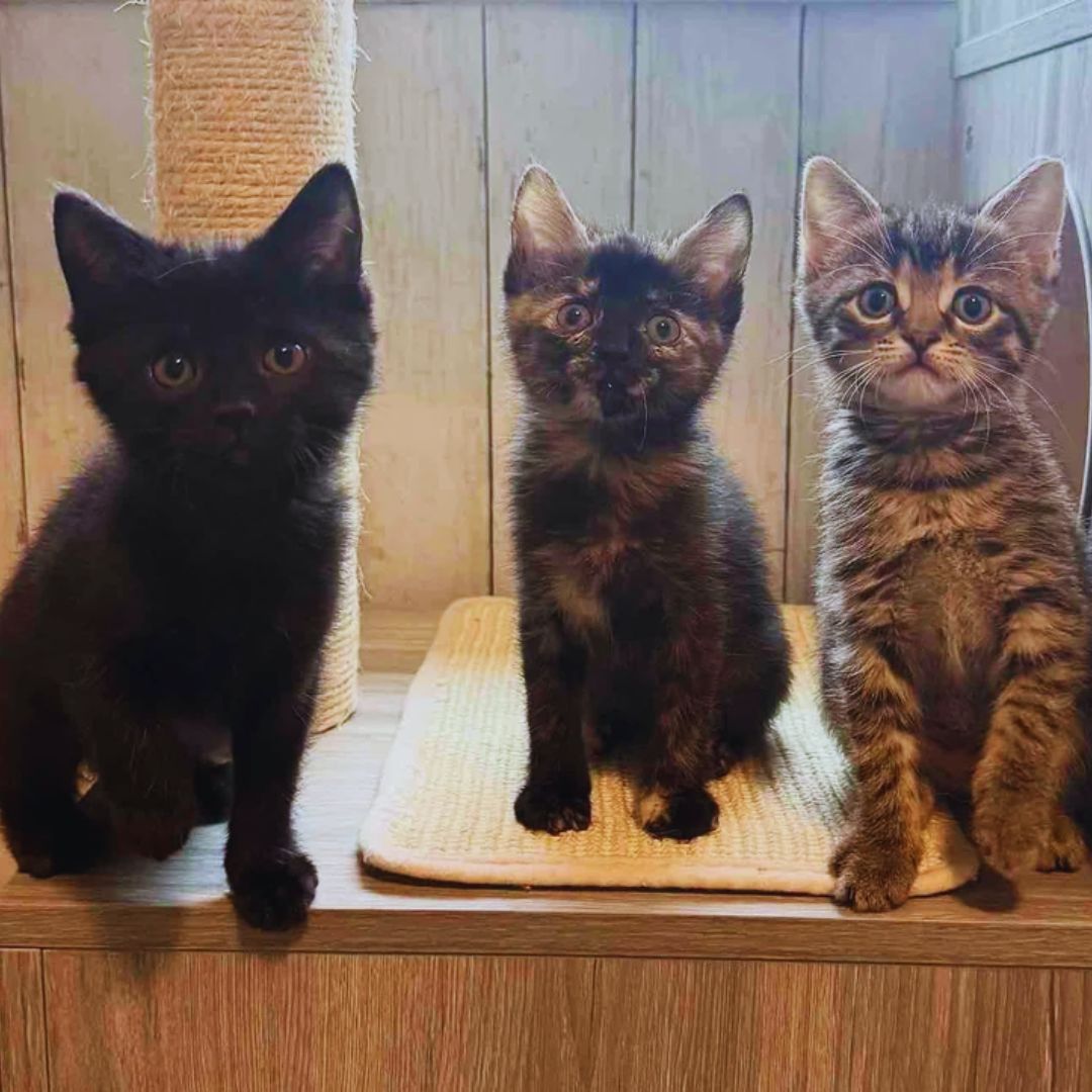 Kittens Arrive at a Foster Home 