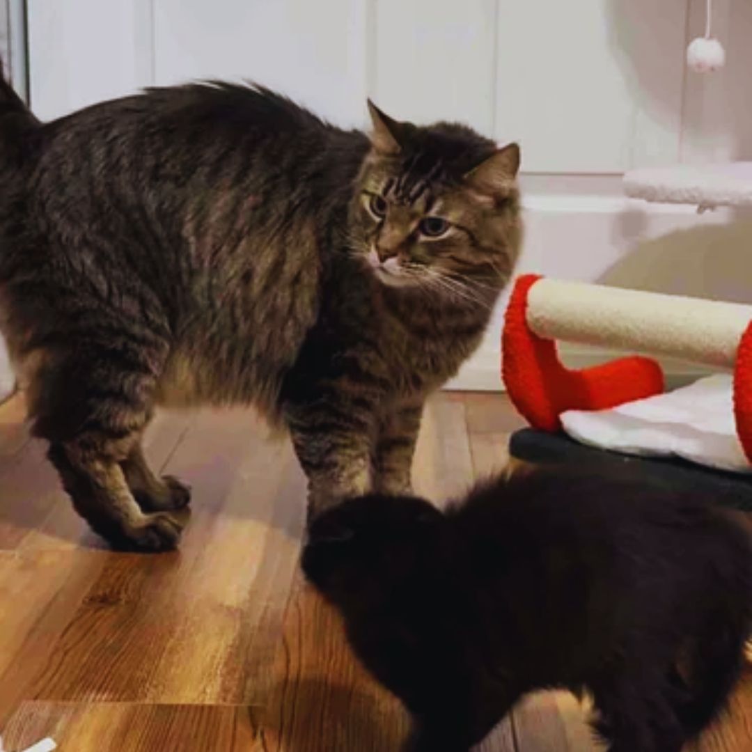 Kittens Arrive at a Foster Home 