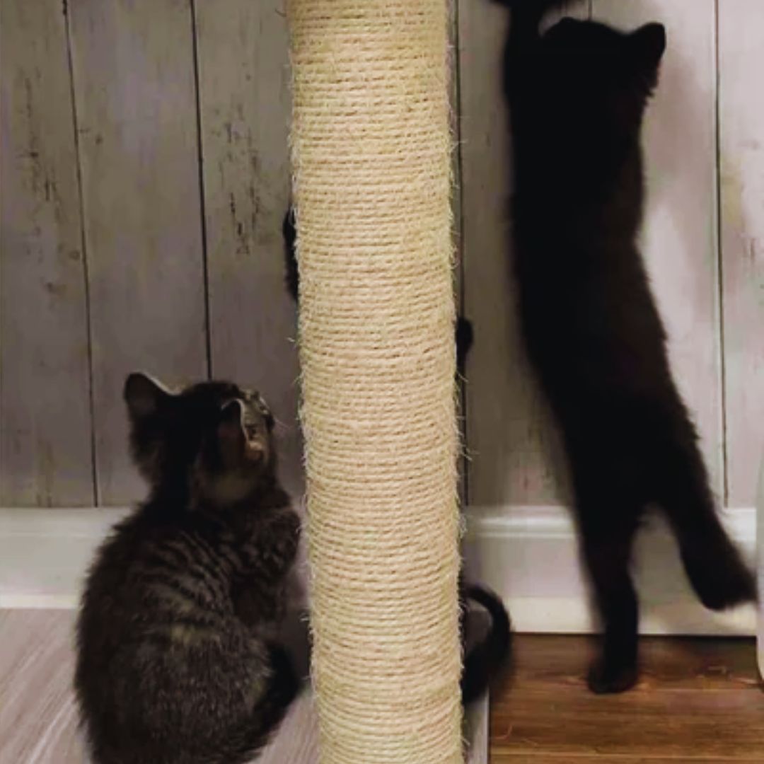 Kittens Arrive at a Foster Home 