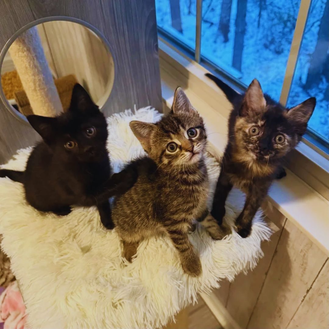 Kittens Arrive at a Foster Home 