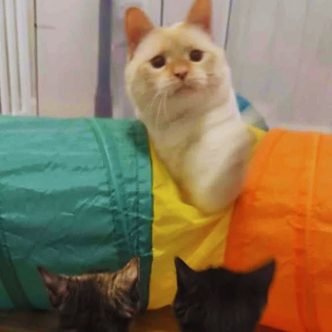 Kittens Arrive at a Foster Home 