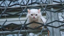Kitty Becomes a Total Scaredy Cat After Spotting Birds Outside for the Very First Time