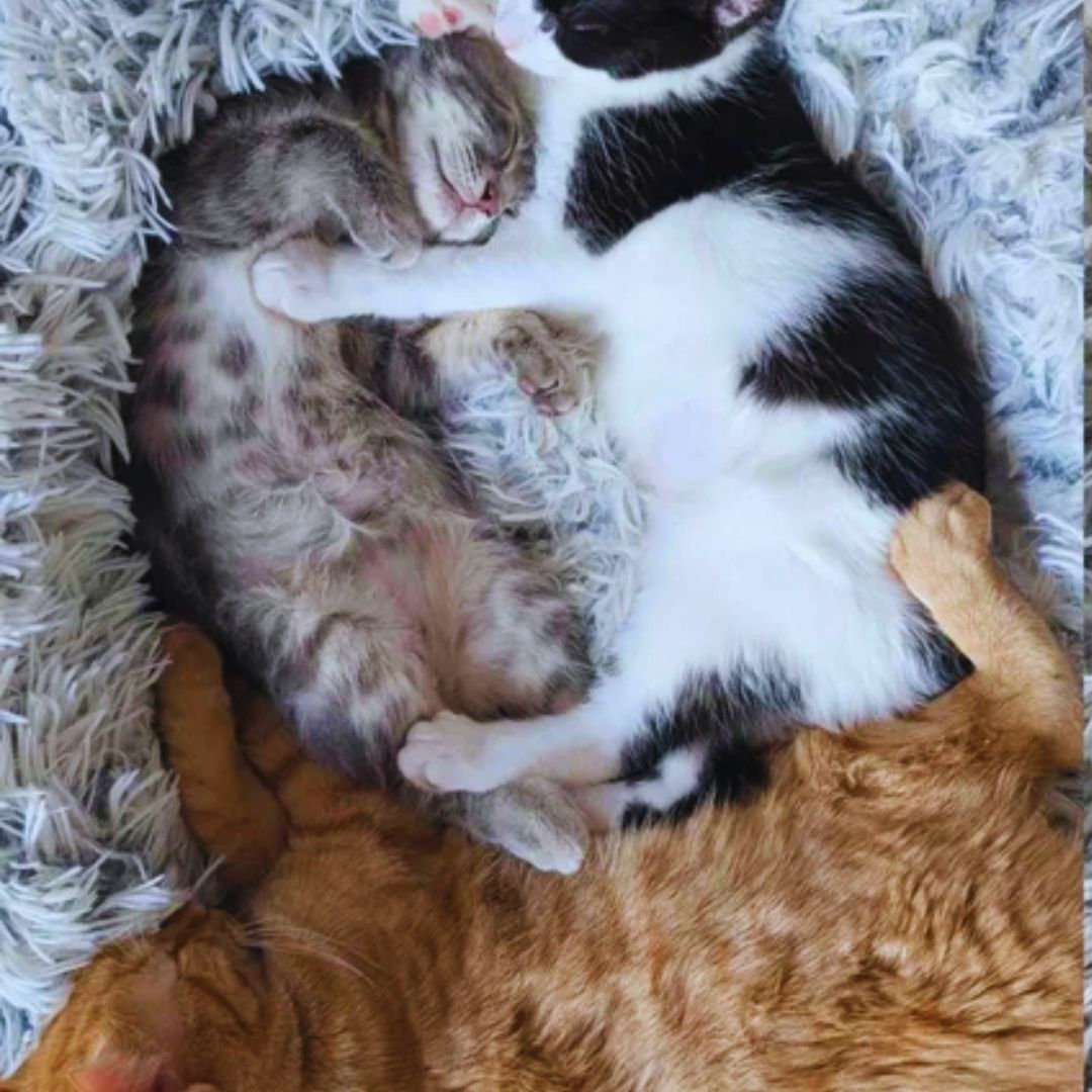 Little Kitten Big Friends