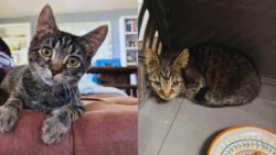 Man Spots a Kitten Near the Woods, Brings Him to Safety, but the Young Cat Stays on His Mind