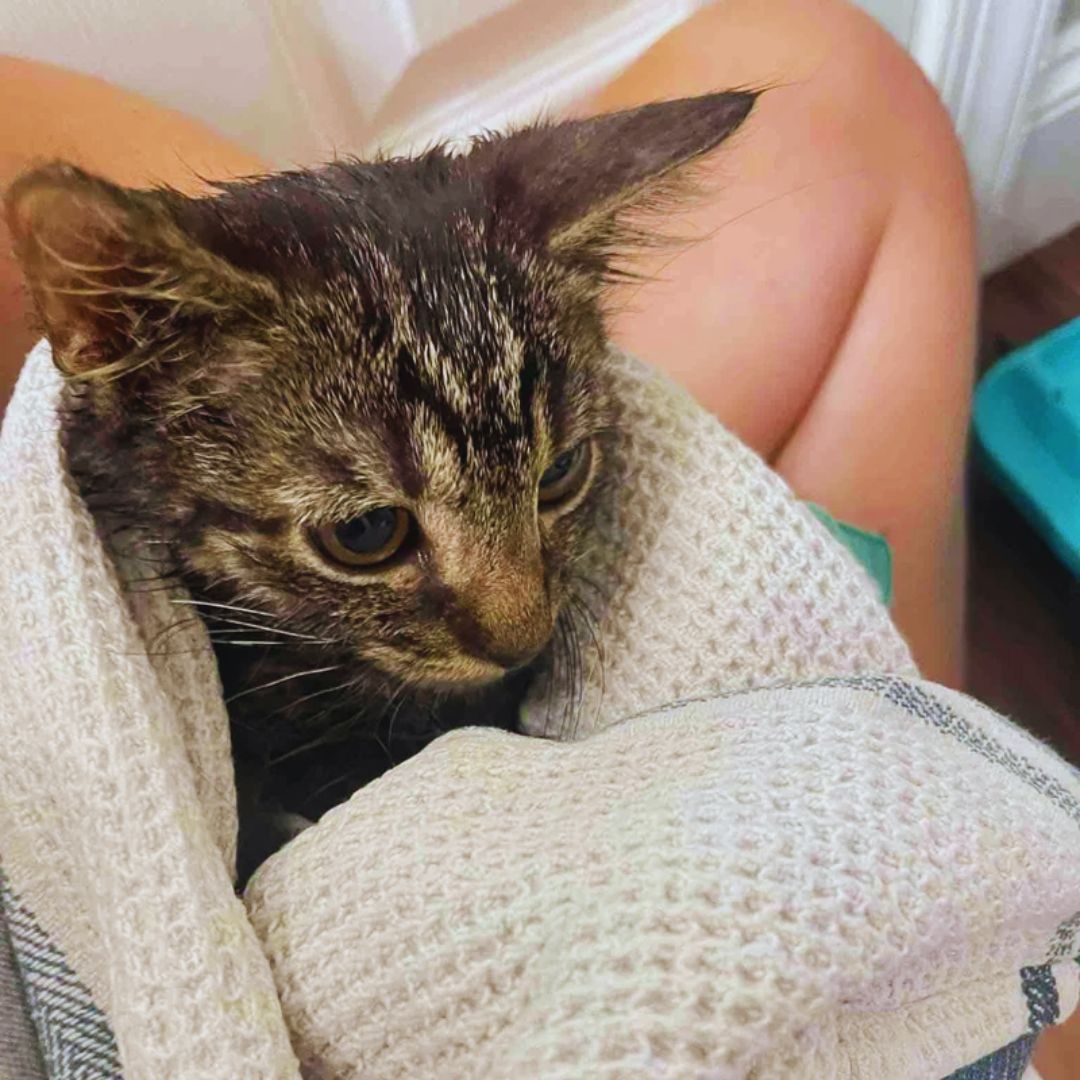 Man Notices a Kitten