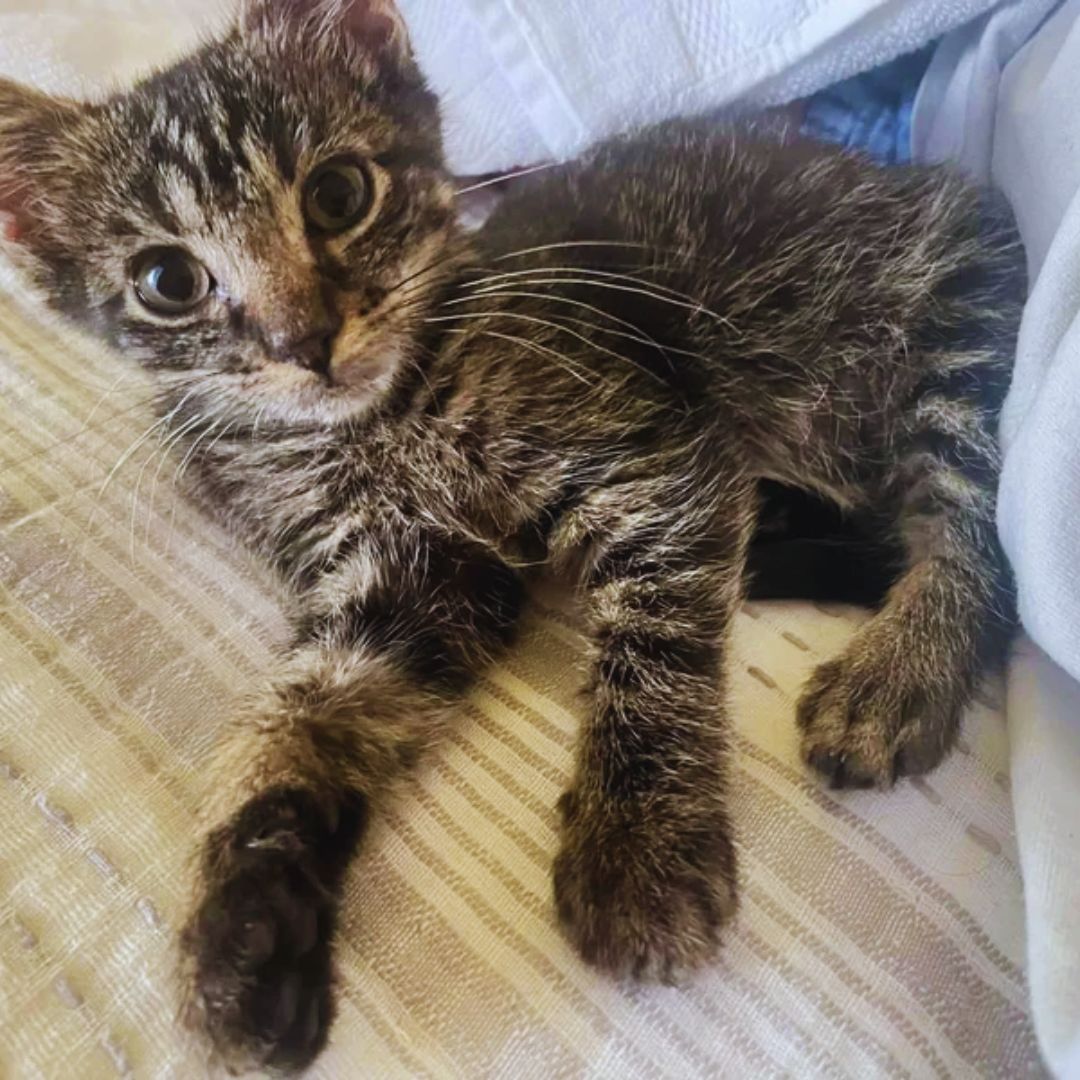 Man Notices a Kitten