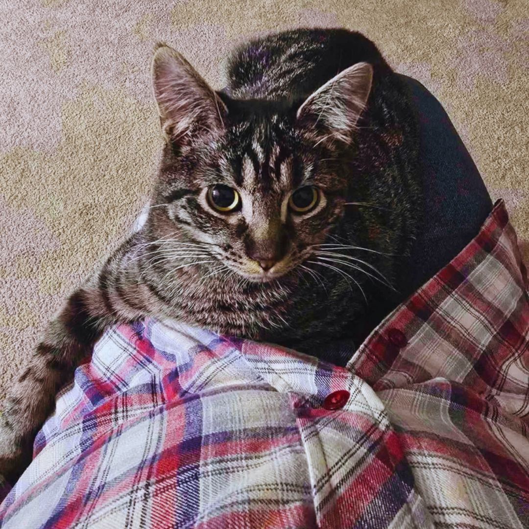 Man Notices a Kitten