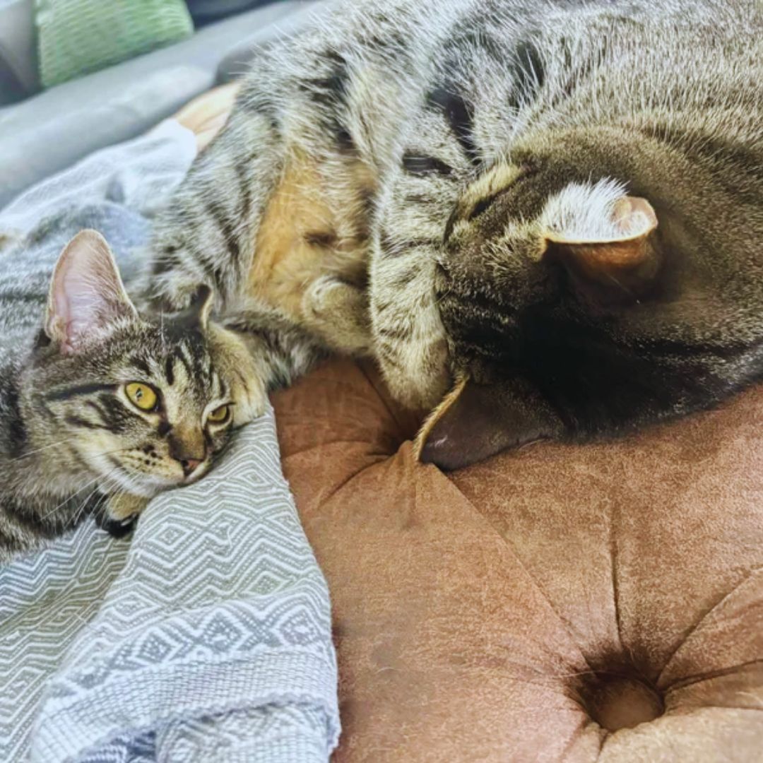 Man Notices a Kitten