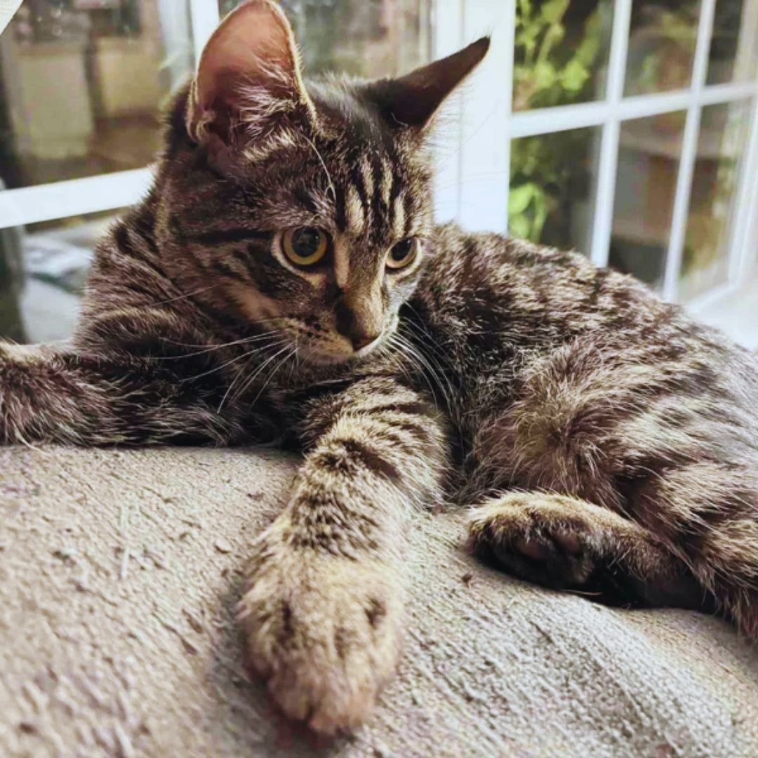 Man Notices a Kitten