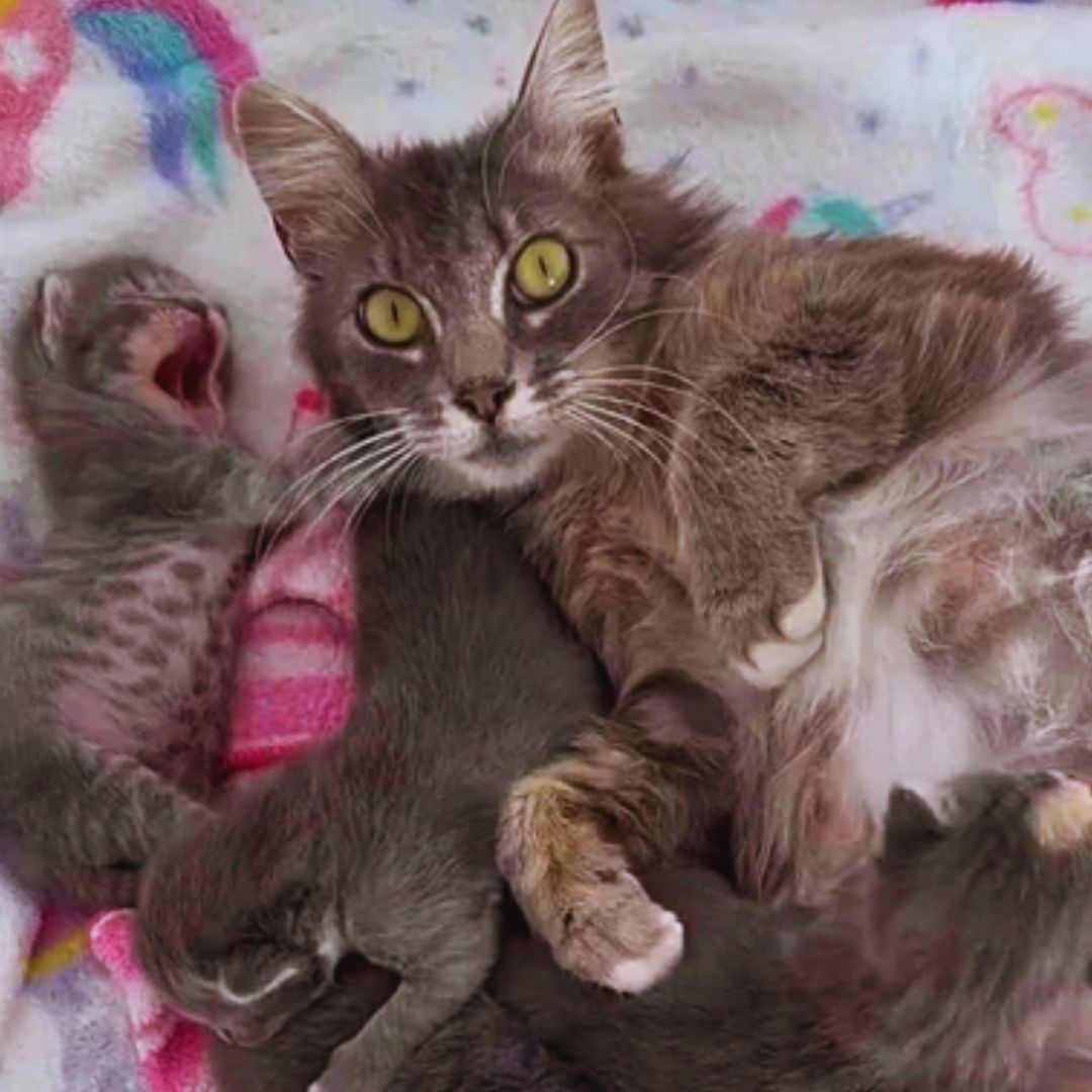 Mother Cat Miracle