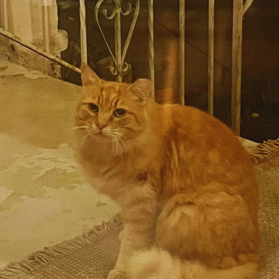 My “porch ghost”