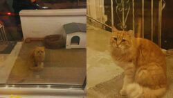 Each night a porch ghost cat appears seeking warmth food and a familiar window face