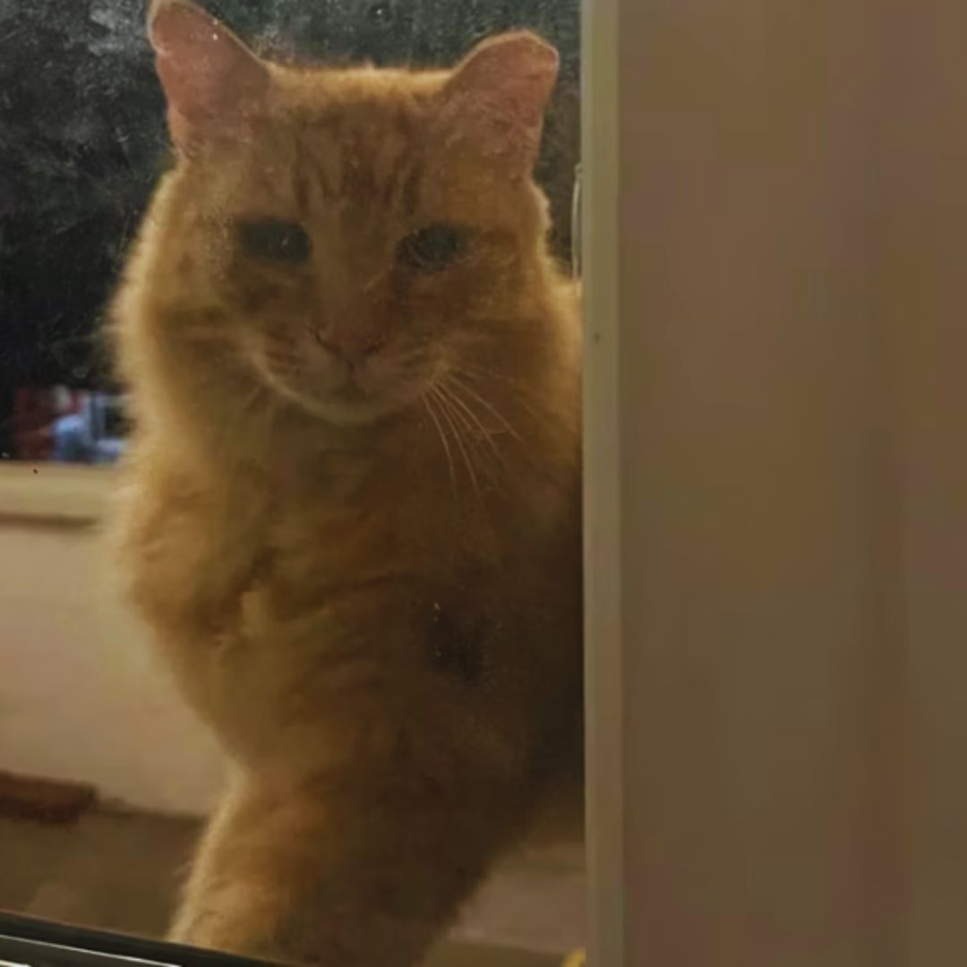 My “porch ghost”