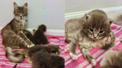 Cat Given a Second Chance Alongside Her Kittens Finally Sees Her Wish Come True Just in Time for the Holidays