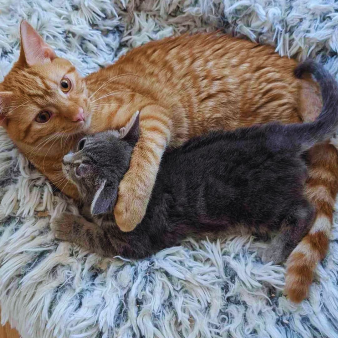 Rescued Kitten Bond