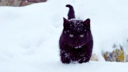 Stray Cat Living Outside Receives a Christmas Surprise, and His Heart-Melting Reaction Says Everything
