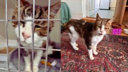 Cat wanders into a quiet yard, slowly makes it home, and finally gets the happiest life turn during the holiday season