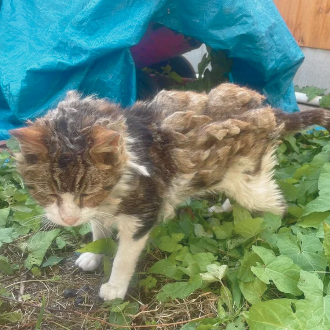 Stray Cat Transformation