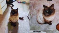 After waiting outside for days this cat finally comes indoors and shows happiness that leaves everyone emotional