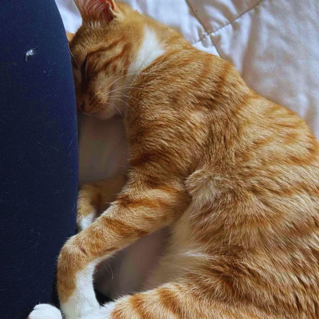 Street Cat Approaches People,