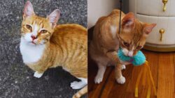 During the cold winter months this street cat seeks out people hoping for warmth comfort and a fresh start