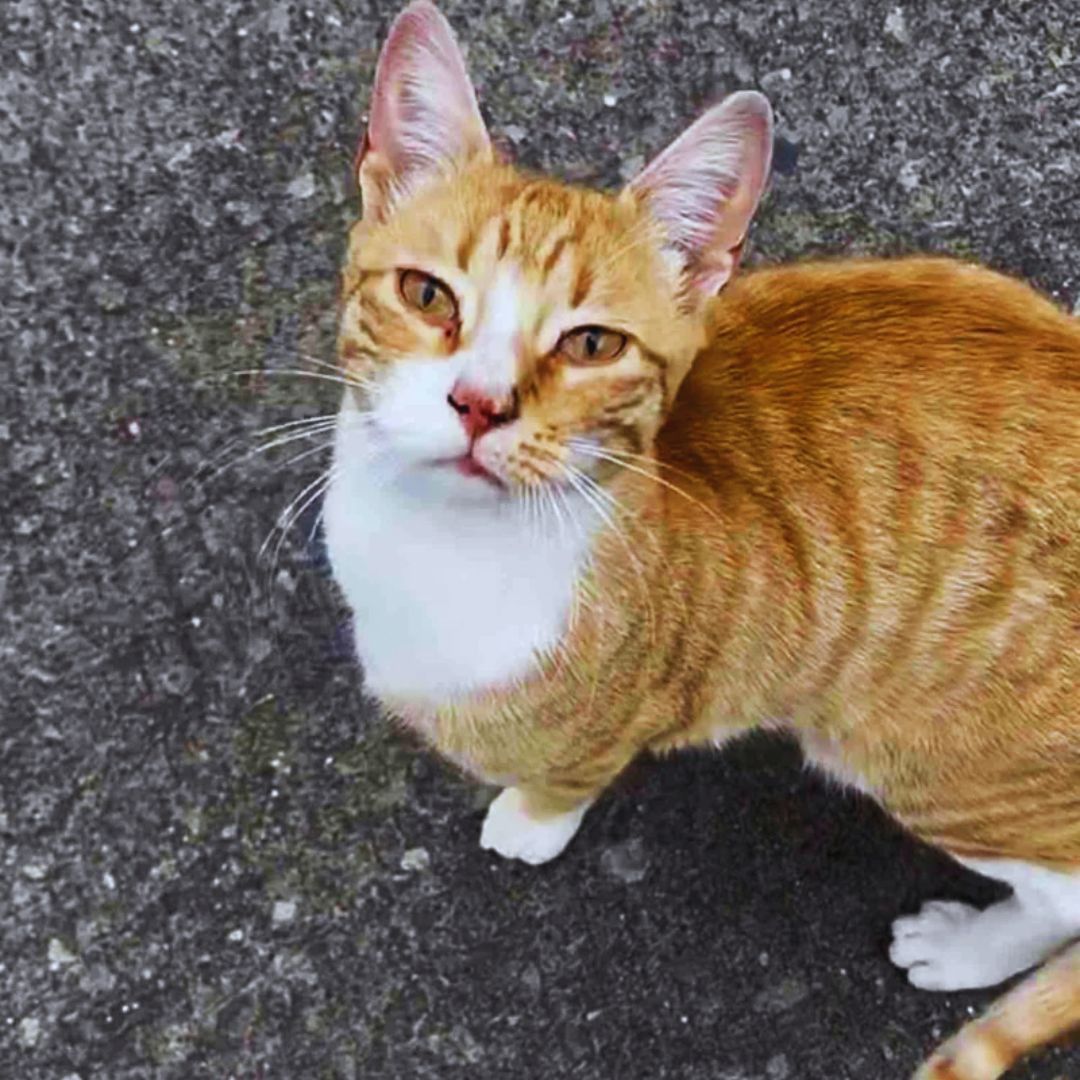 Street Cat Approaches People,