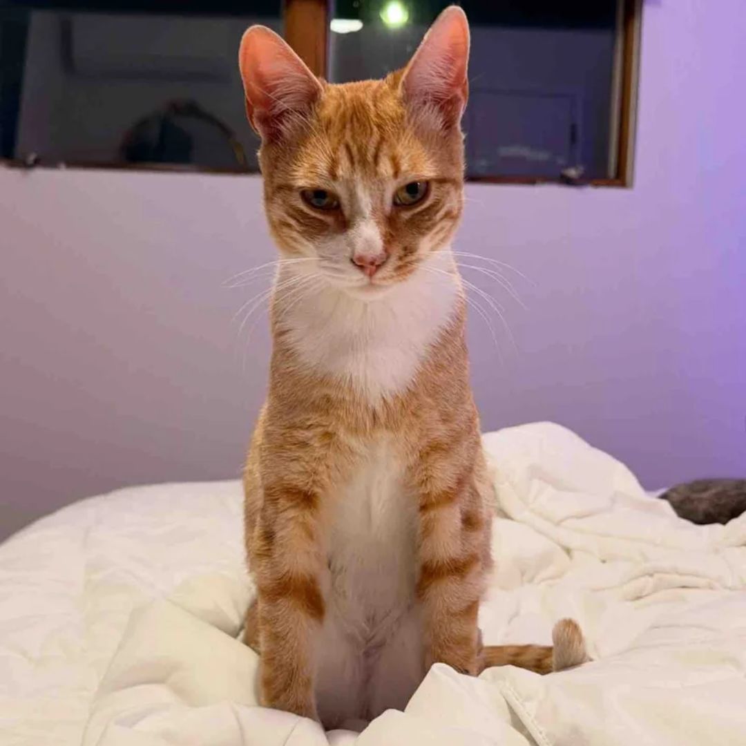 Street Cat Approaches People,